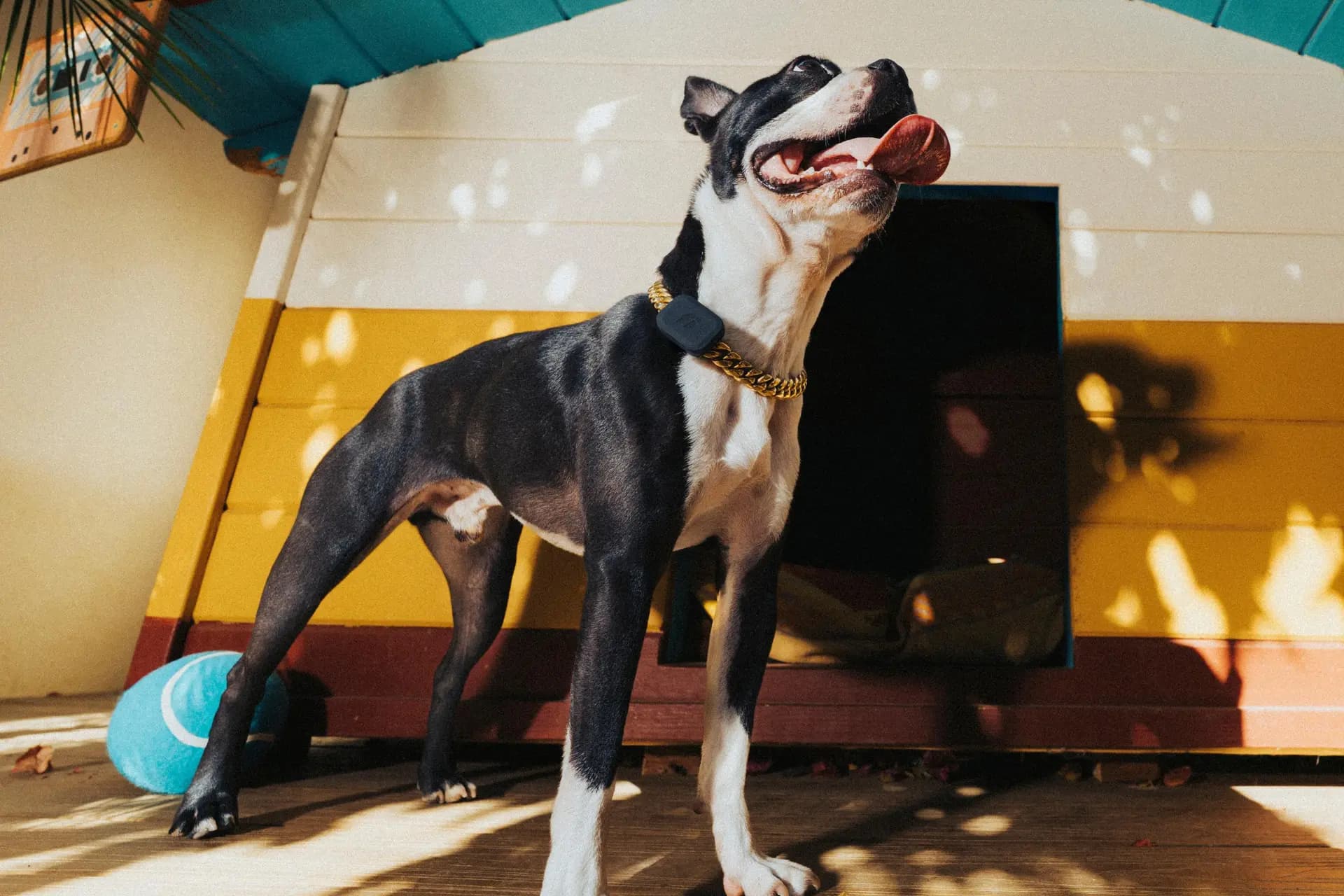 Fi Smart Dog Collar 2