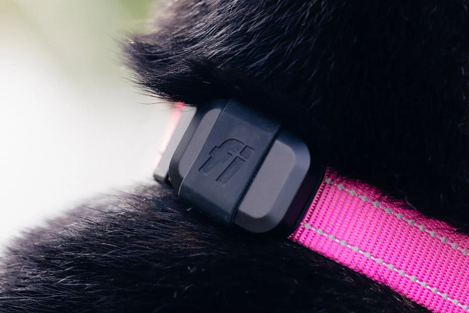Fi Smart Dog Collar 3