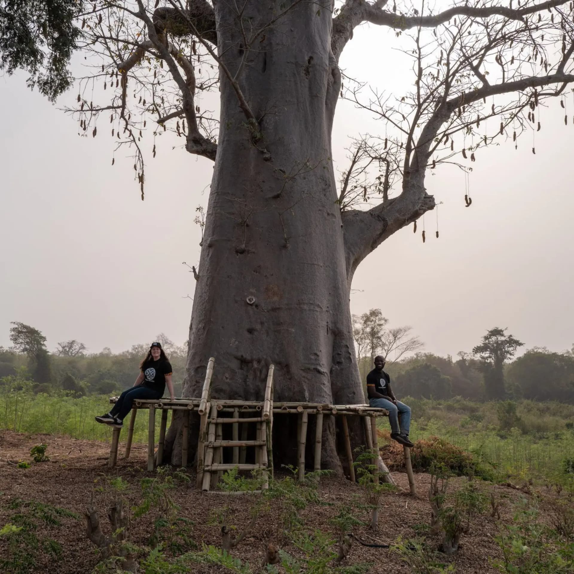 They Built a Moringa Supply Chain From the Ground Up in Ghana